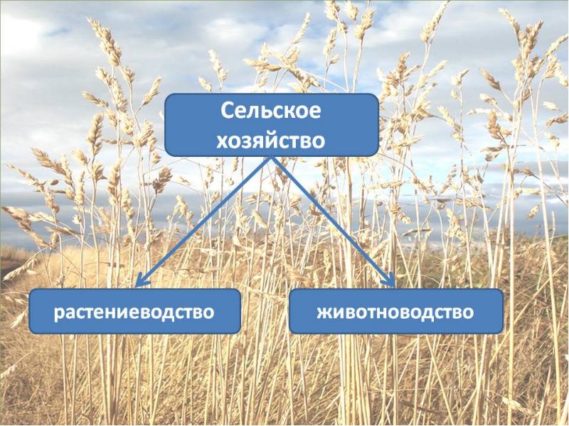 Сельское хозяйство россии презентация