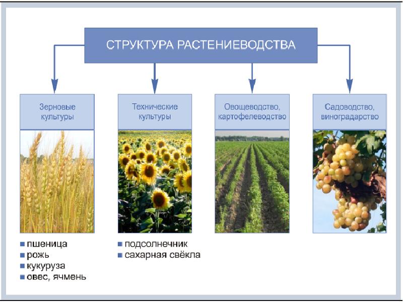 Отрасли сельского хозяйства презентация