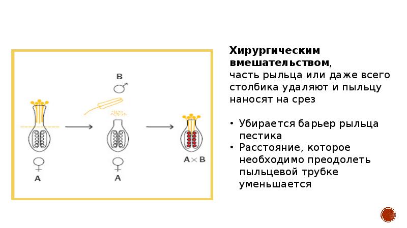 Внутривидовая гибридизация презентация