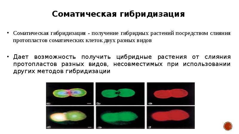 Презентация отдаленная гибридизация