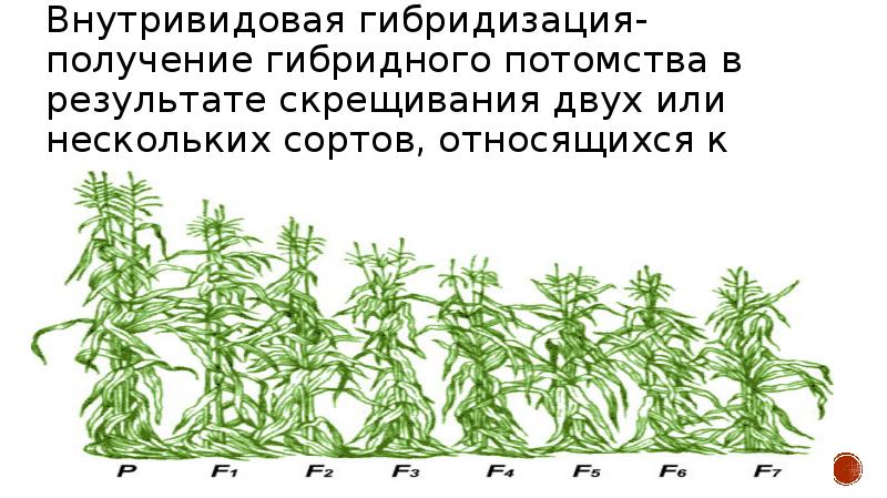 Внутривидовая гибридизация презентация