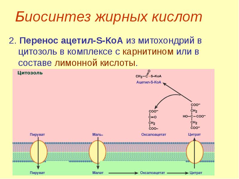 Биосинтез высших жирных кислот схема