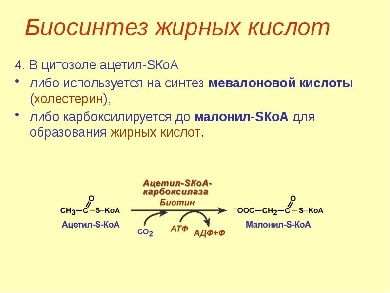 Для синтеза кислот используют. Биосинтез холестерина из мевалоновой кислоты. Биосинтез жирных кислот малонил КОА. Биосинтез мевалоновой кислоты. Синтез жирных кислот из ацетил КОА.