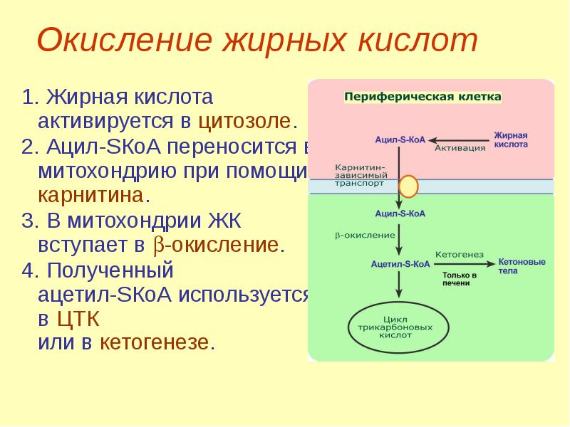 Этапы окисления. Схема транспорта жирных кислот в митохондрии. Схема б окисления жирных кислот в матриксе митохондрий. Нарушение бета окисления жирных кислот. Карнитин окисление жирных кислот.