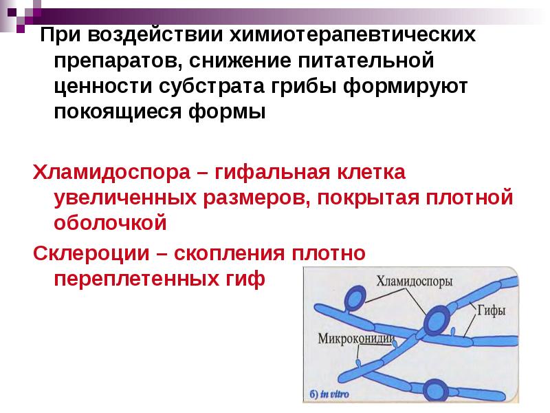 Покоящиеся формы микроорганизмов. Хламидоспоры это микробиология.