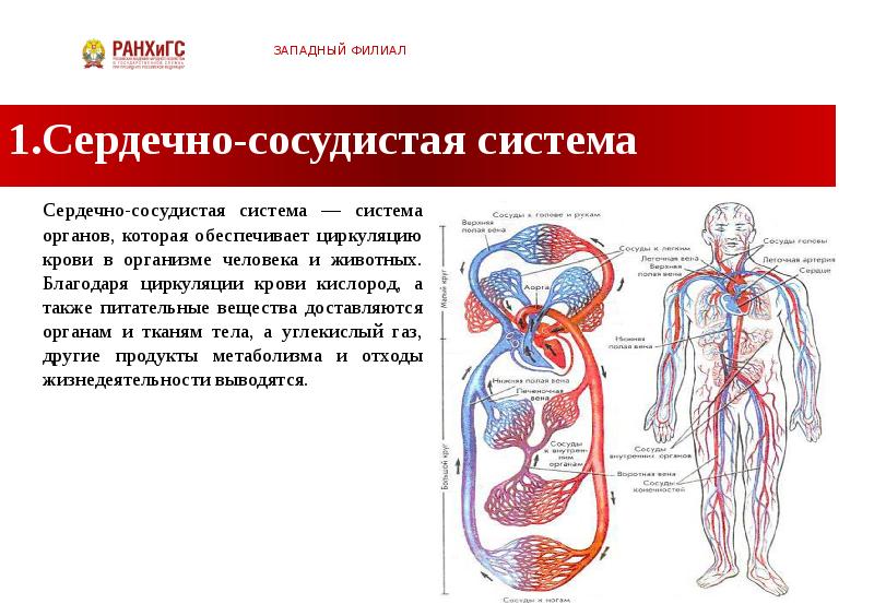 Сердечно сосудистая система презентация биология