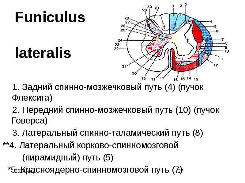 Путь флексига