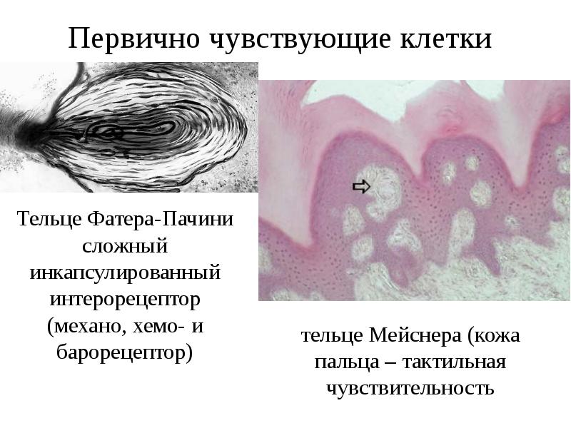 Ощущение клетки. Тельца Мейснера и Пачини. Тельце Мейснера и тельце фатера-Пачини. Тельце фатер Пачини препарат. Тельце фатера Пачини в коже пальца.