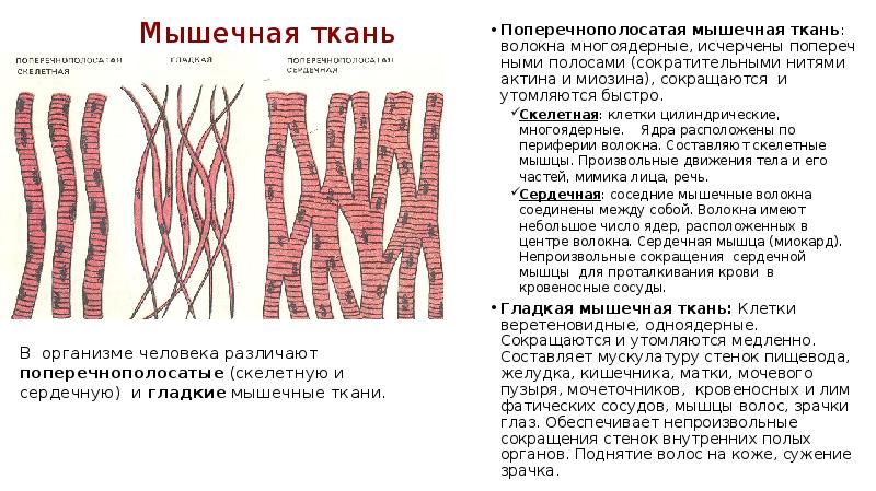 Клетки гладкой мышечной ткани. Поперечнополосатая мышечная ткань сократительный аппарат. Скелетная мышечная ткань актина. Структурная единица исчерченной мышечной ткани. Поперечно полосатая мышечная ткань актин миозин.