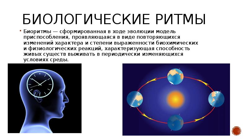 Виды биоритмов человека презентация