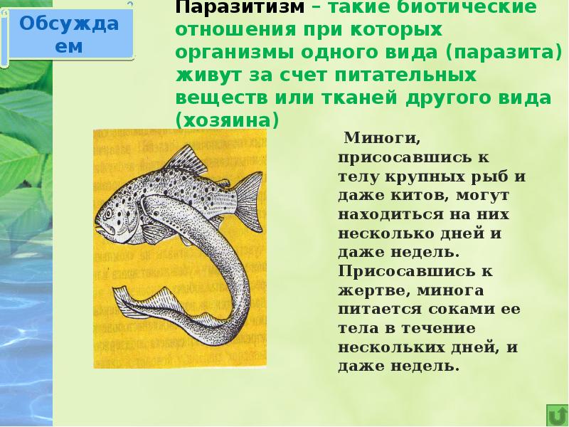 Паразитизм – такие биотические отношения при которых организмы одного вида (паразита)