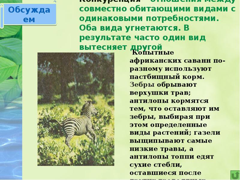 Конкуренция – отношения между совместно обитающими видами с одинаковыми потребностями. Оба