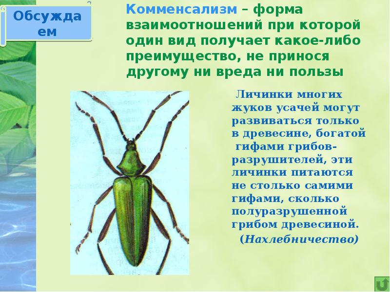 Межвидовые отношения организмов 9 класс презентация