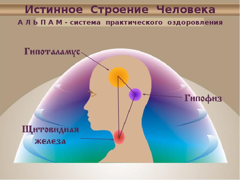 Практическая система. Истинное строение человека. Строение истинной зоны девушки. Ффизиоооооооолгия человекаа.