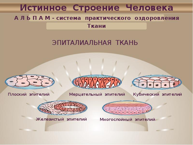 М систем. Истинное строение человека. Как выглядит эпиталиальная ткань и её функции. Эпиталиальная ткань находится в лёгких. Строение истинных камней.