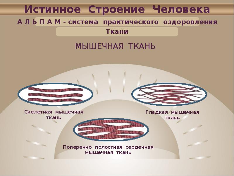 М систем. Кремниевая структура человека. Кремневая структура человека. Истинное строение человека. Кремниевая структура тела человека.