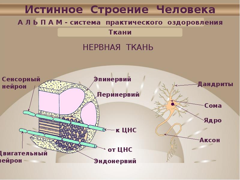 Практическая система. Истинное строение человека. Сенсорная ткань человека. Сенсорная ткань строение. Перенервий какая ткань.