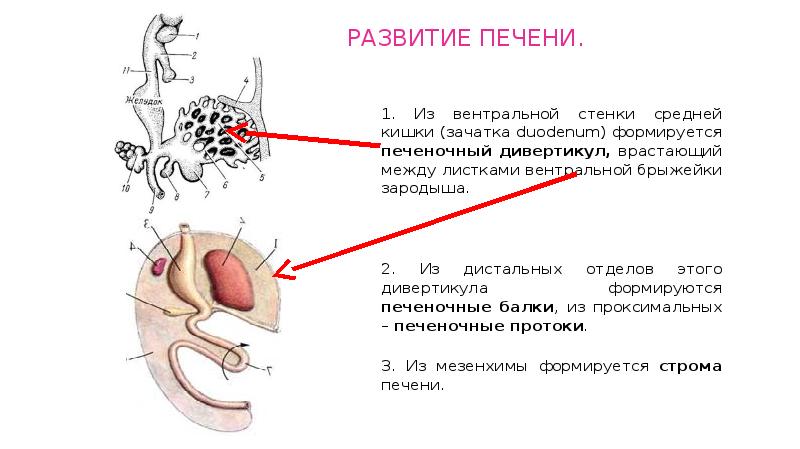 Вентральная стенка это