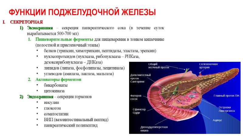 Анатомия поджелудочной железы презентация