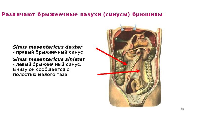 Брюшина малого таза у женщины на схеме фото