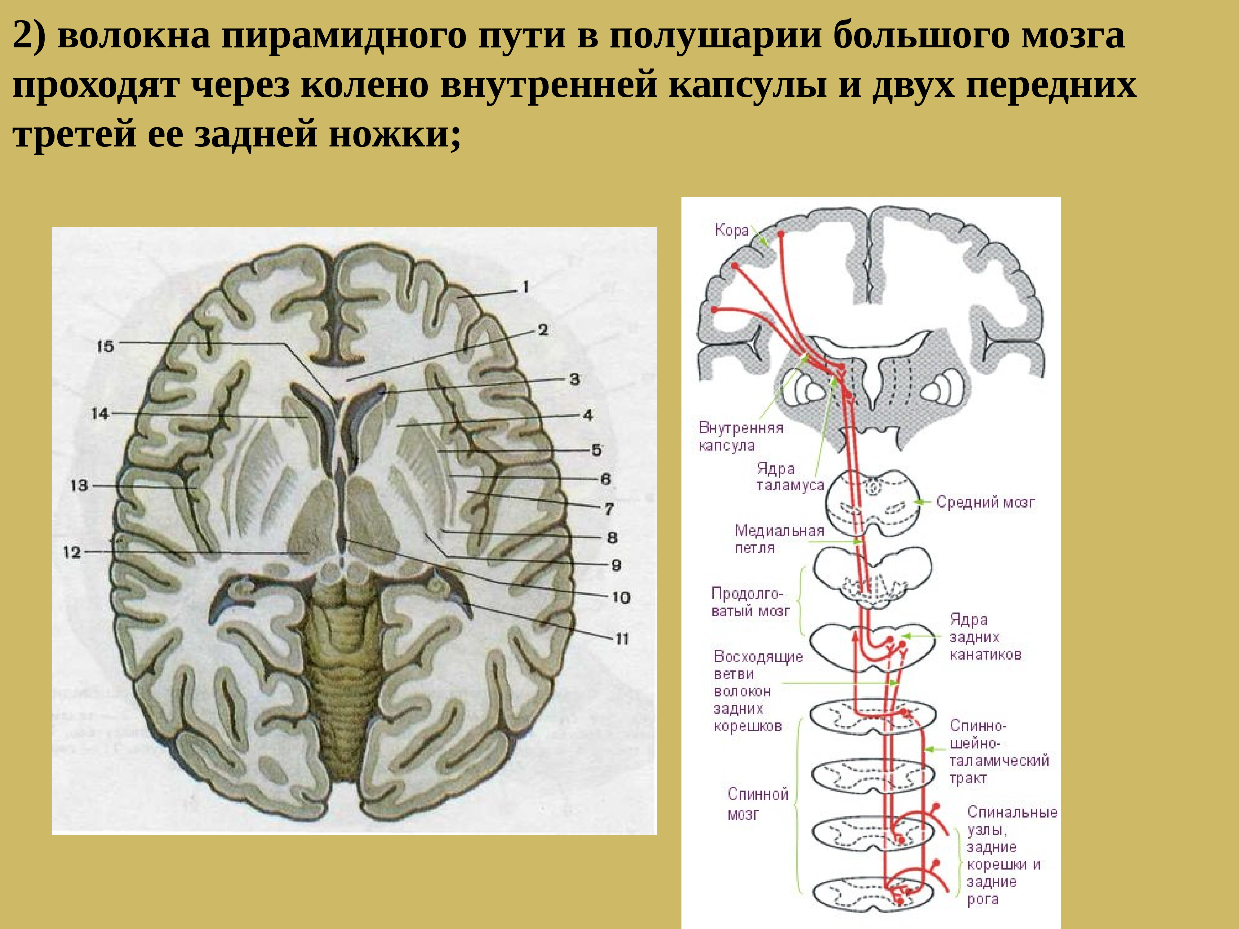 Проводящие волокна мозга. Пирамидные пути спинного мозга. Лучистый венец головного мозга и внутренняя капсула. Лучистый венец головного мозга. Пирамидные пути внутренней капсулы.