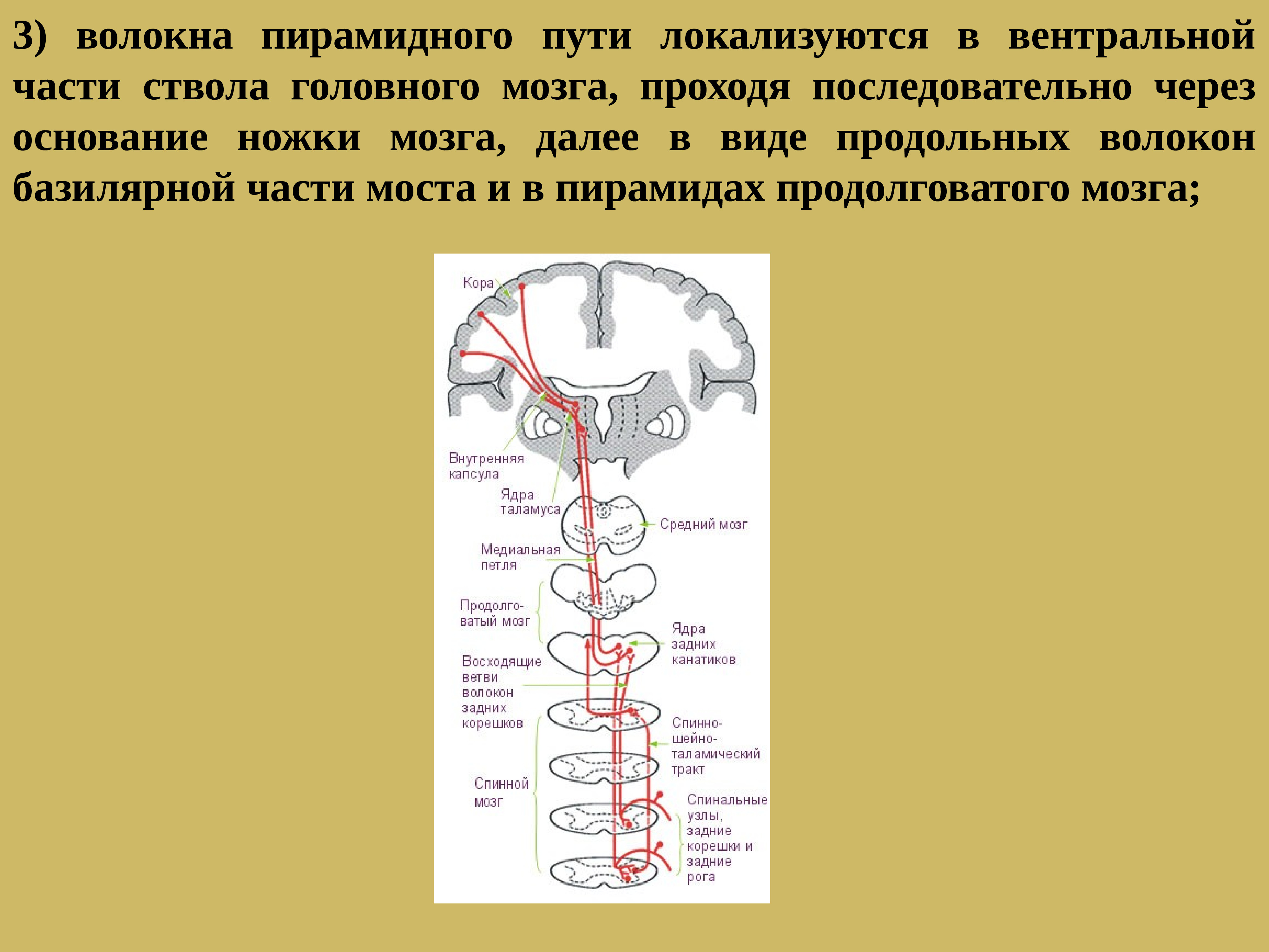 Презентация проводящие пути спинного и головного мозга