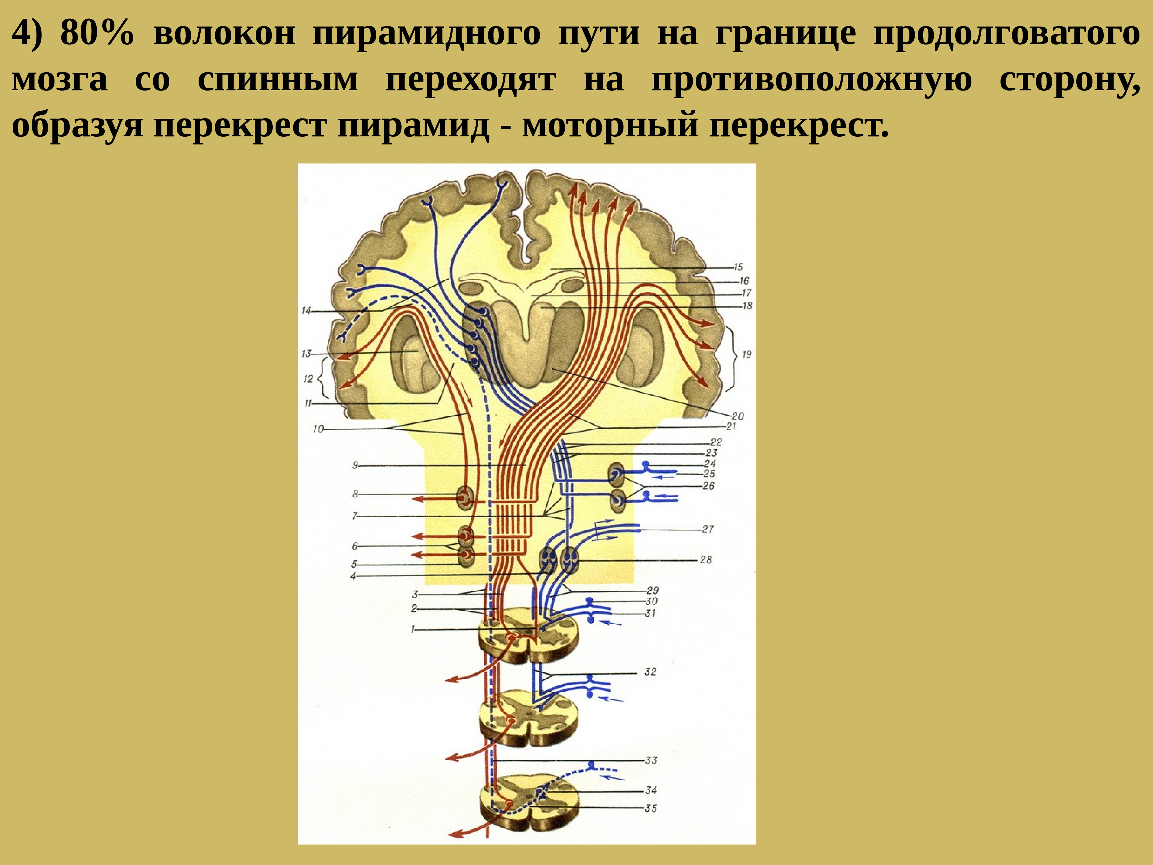 Проводящие волокна мозга. Пирамидные тракты спинного мозга. Восходящие пути головного и спинного мозга анатомия. Перекрест пирамид пирамидный путь. Схемы проводящих путей головного и спинного мозга.