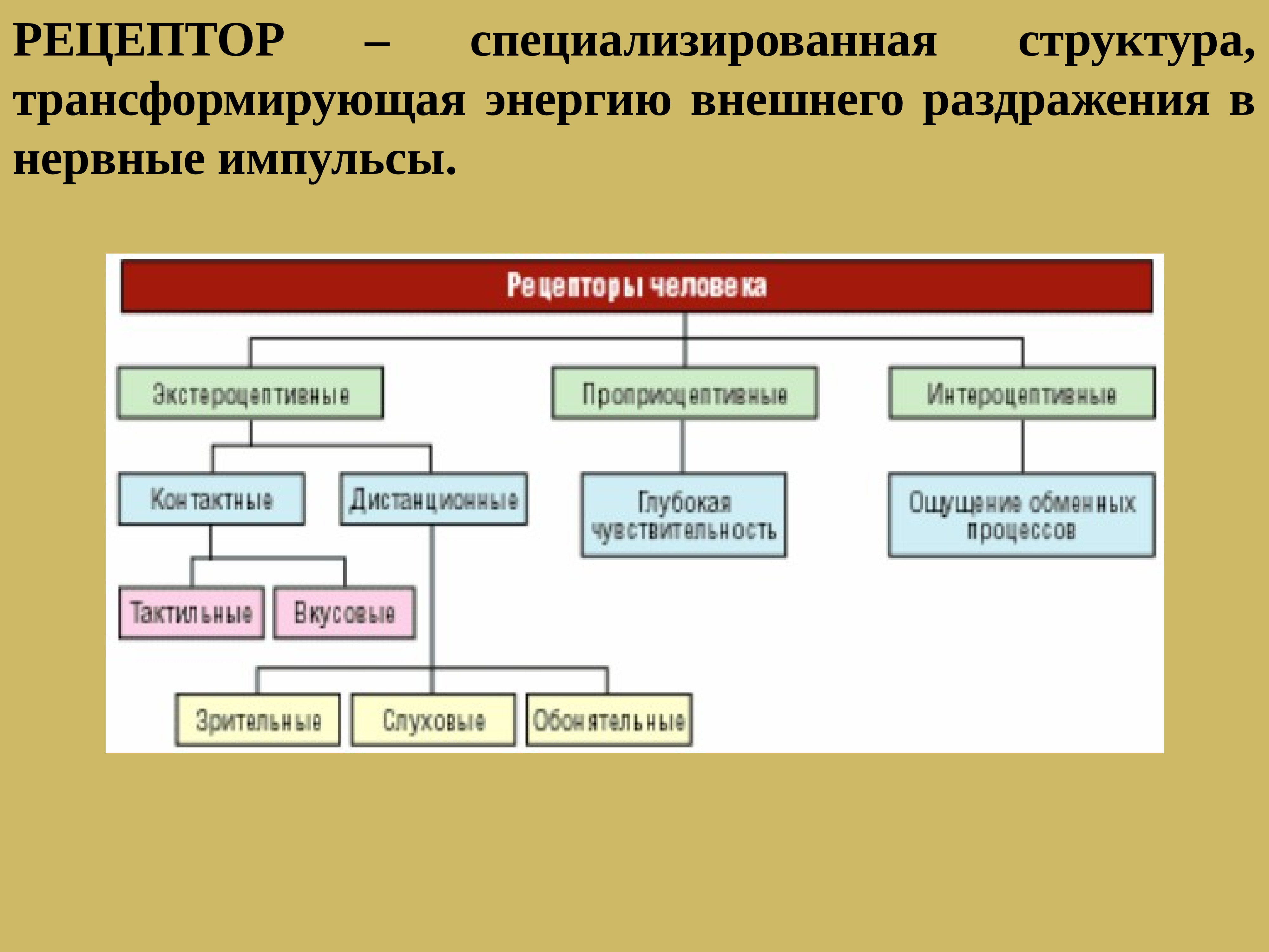 Специализированная структура. Проводящие пути головного мозга классификация. Классификация проводящих путей головного мозга. Классификация проводящих путей головного и спинного мозга. Классификация проводящих путей ЦНС.