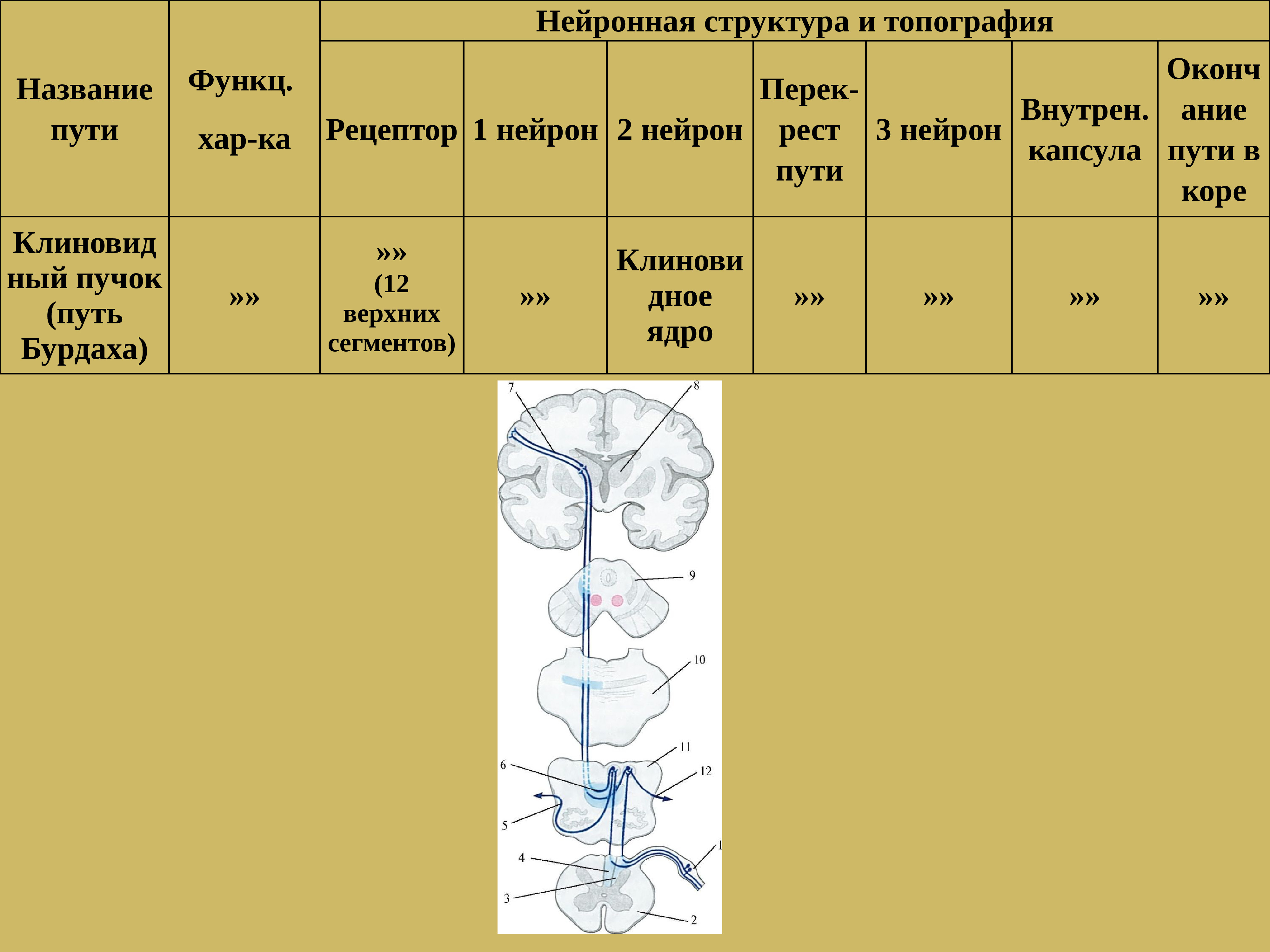 Проводящие пути презентация