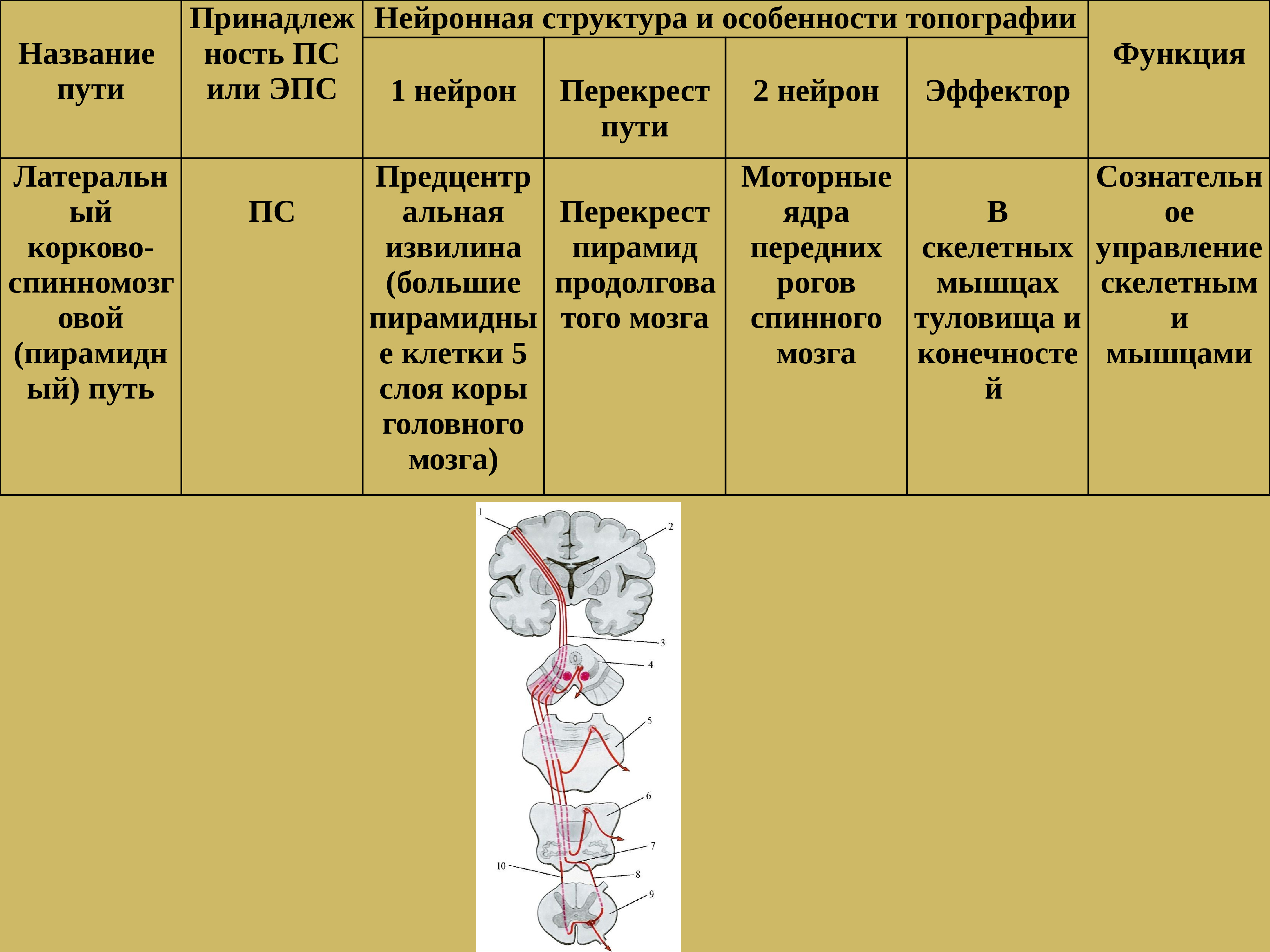 Проводящие пути мозга. Проводящие пути спинного мозга функционально подразделяющиеся на. Проводящие пути головного и спинного мозга таблица. Проводящие пути спинного мозга анатомия таблица. Проводящие пути и их функции.