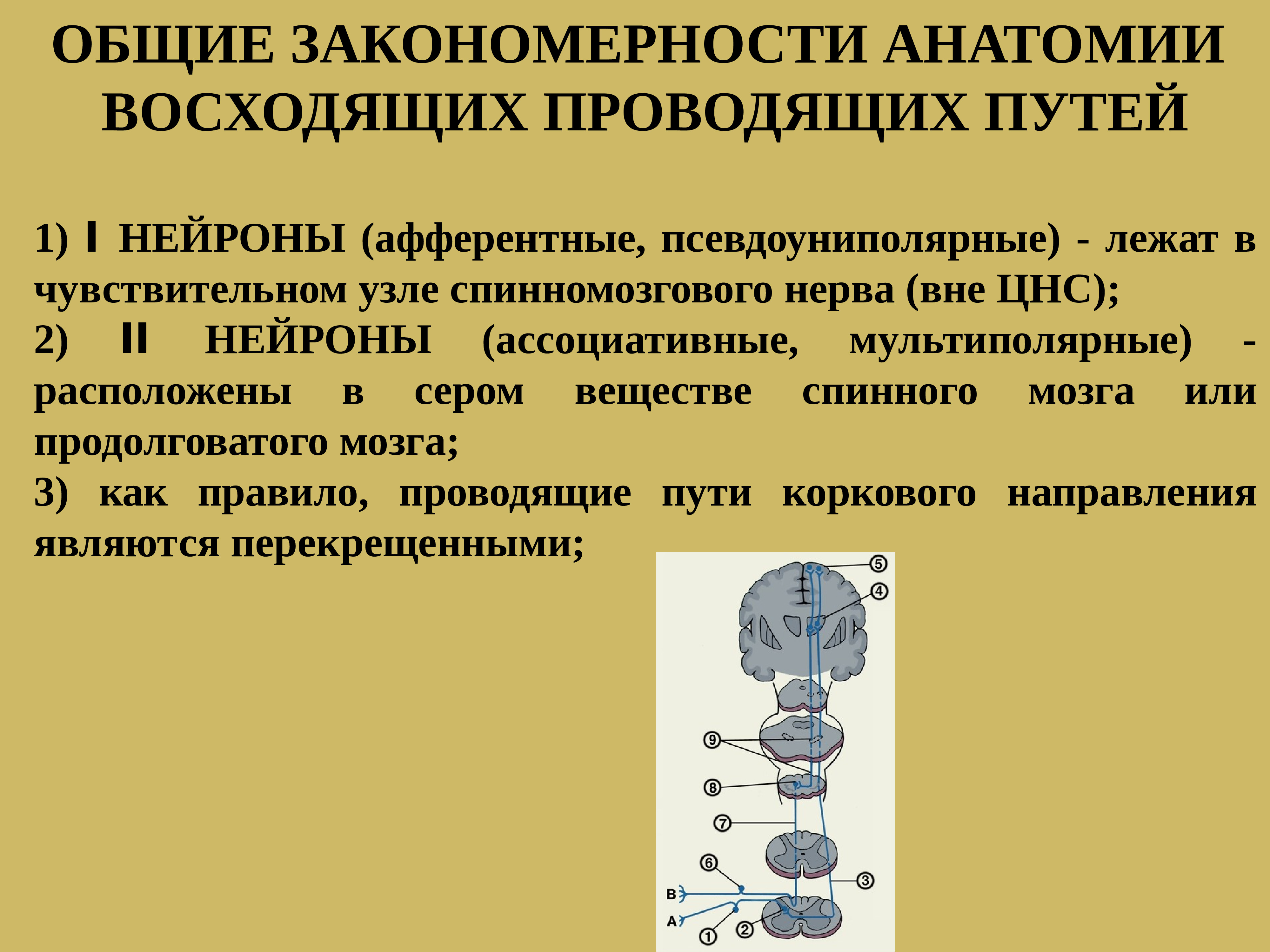 Презентация проводящие пути спинного и головного мозга