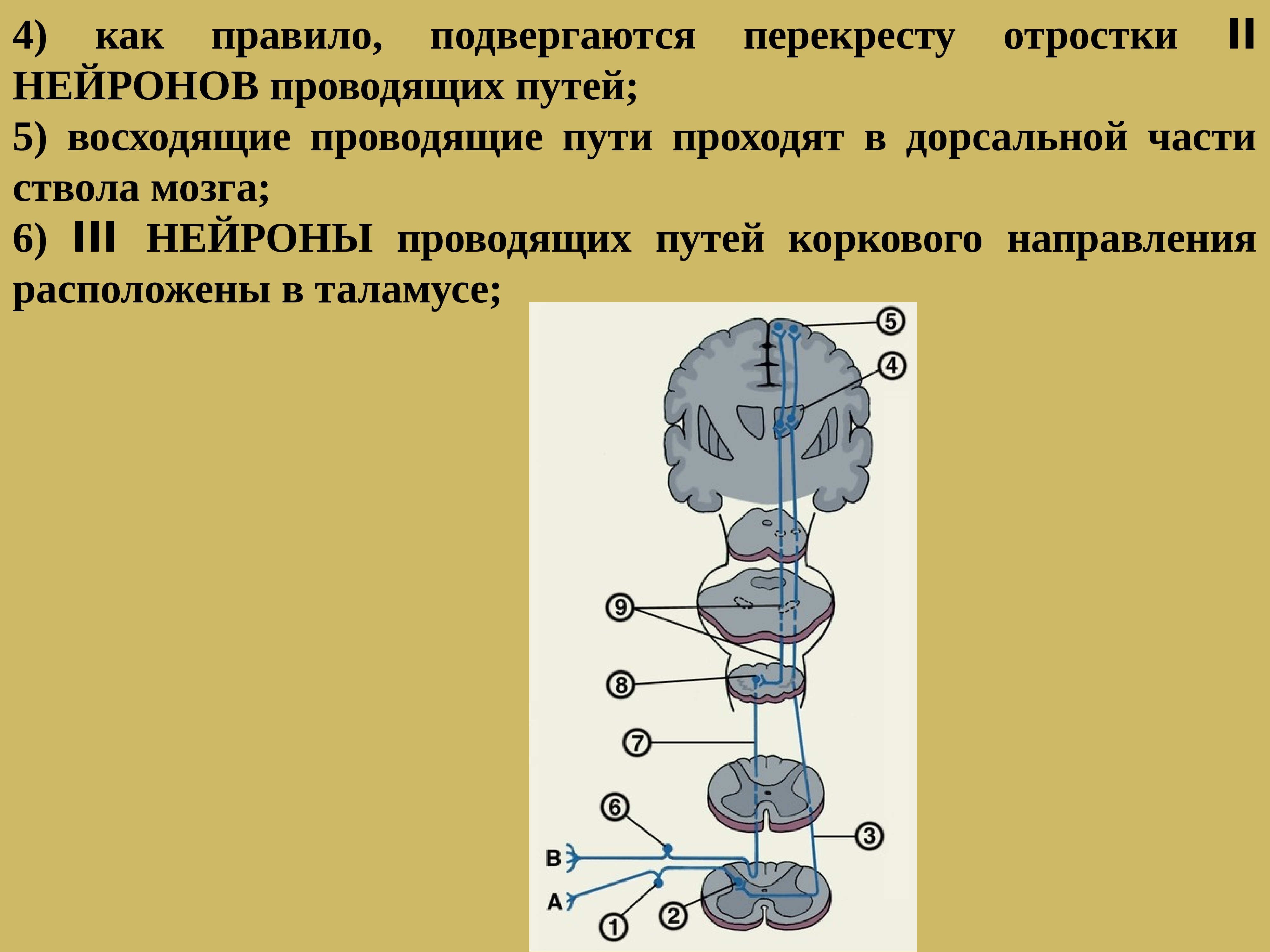 Перекресты спинного мозга. Проводящие пути головного и спинного мозга. Проводящие пути спинного и головного мозга восходящие тракты. Перекрест проводящих путей головного мозга.