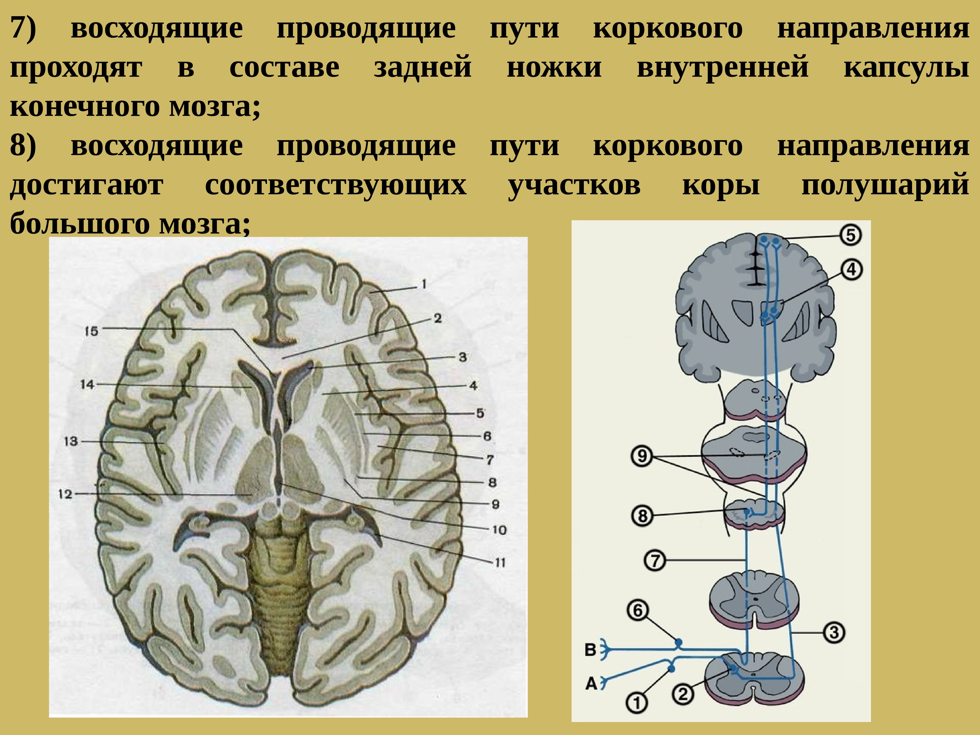 Проводящие пути. Проекционные пути головного и спинного мозга. Проводящие пути головного мозга. Восходящие проводящие пути головного мозга. Проводящие пути полушарий мозга.