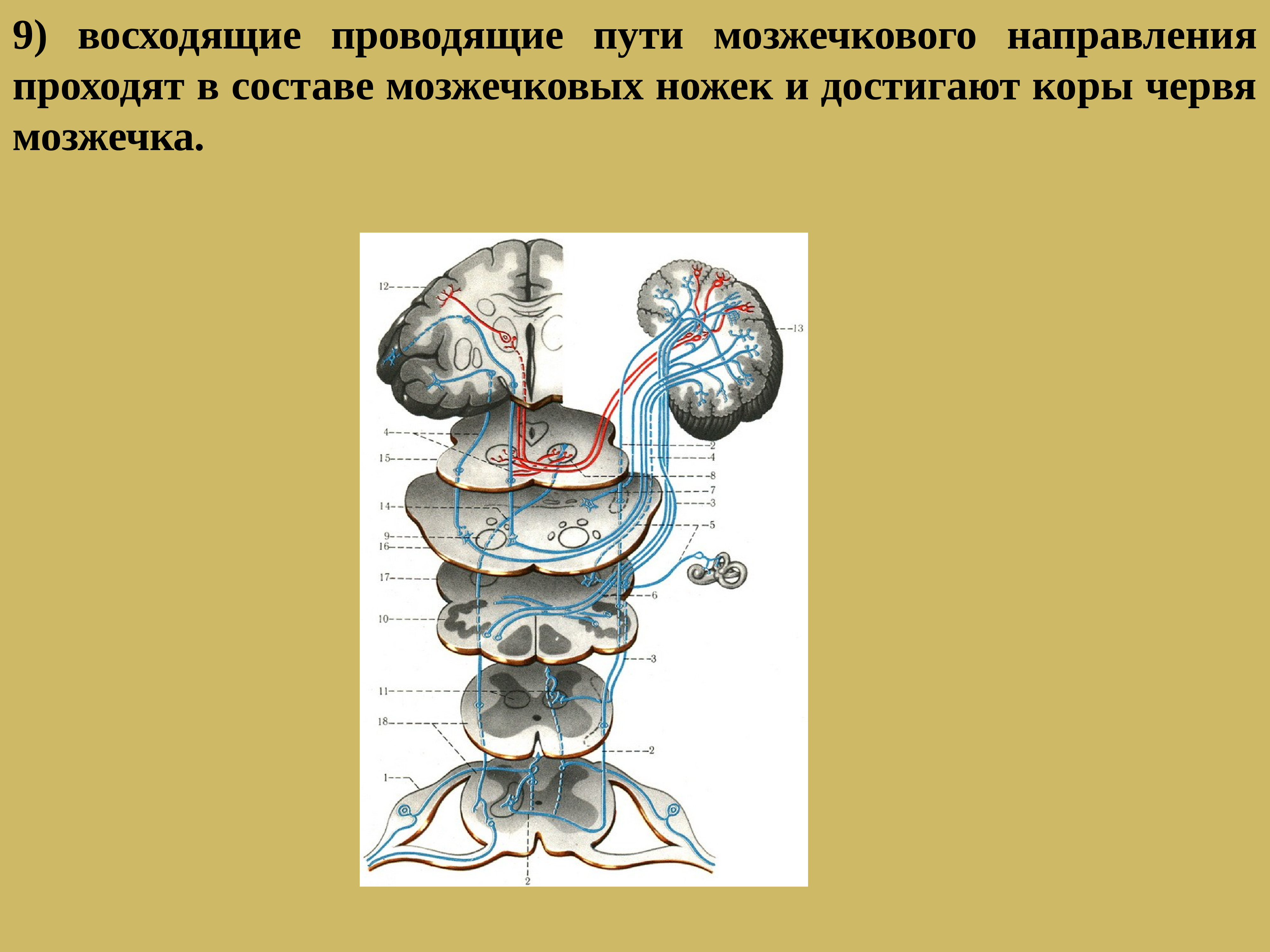 Презентация проводящие пути спинного и головного мозга