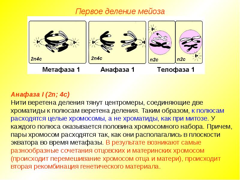 Биологическое значение мейоза презентация