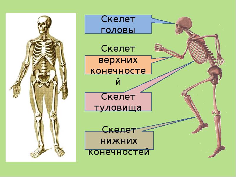 Презентация скелет человека 3 класс