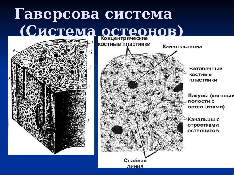 Соединительная скелетная