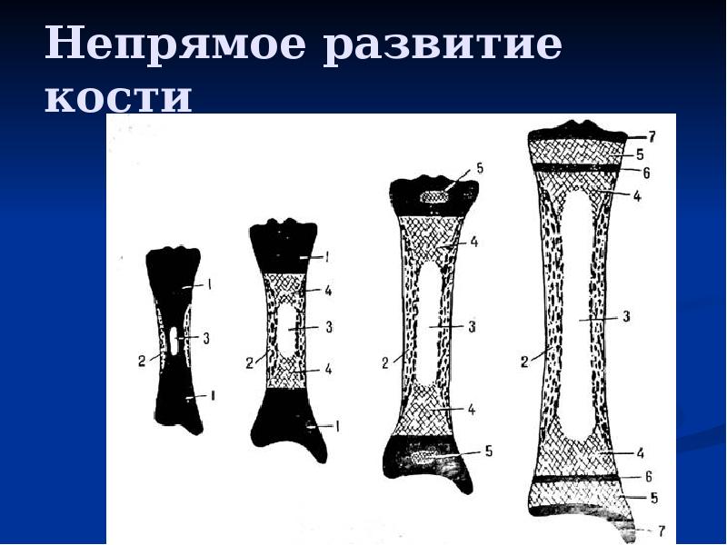 Схема длинной трубчатой кости взрослого человека и ребенка рентген