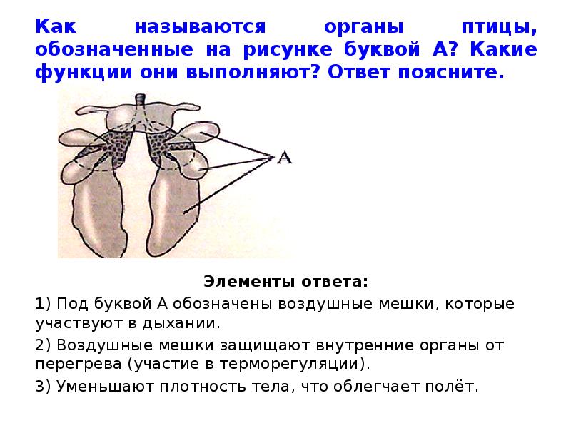 Какие органы обозначены на рисунке. Органы птицы обозначенные буквами. Как называются органы. Как называются органы птицы обозначенные на рисунке буквой а. Как называются органы птицы обозначенные.