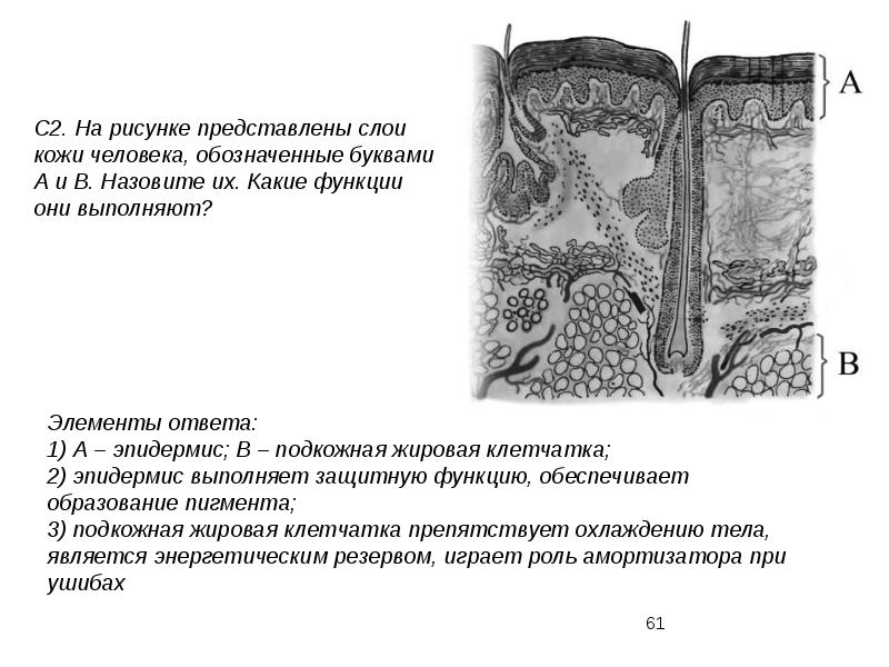 Рисунок кожи егэ