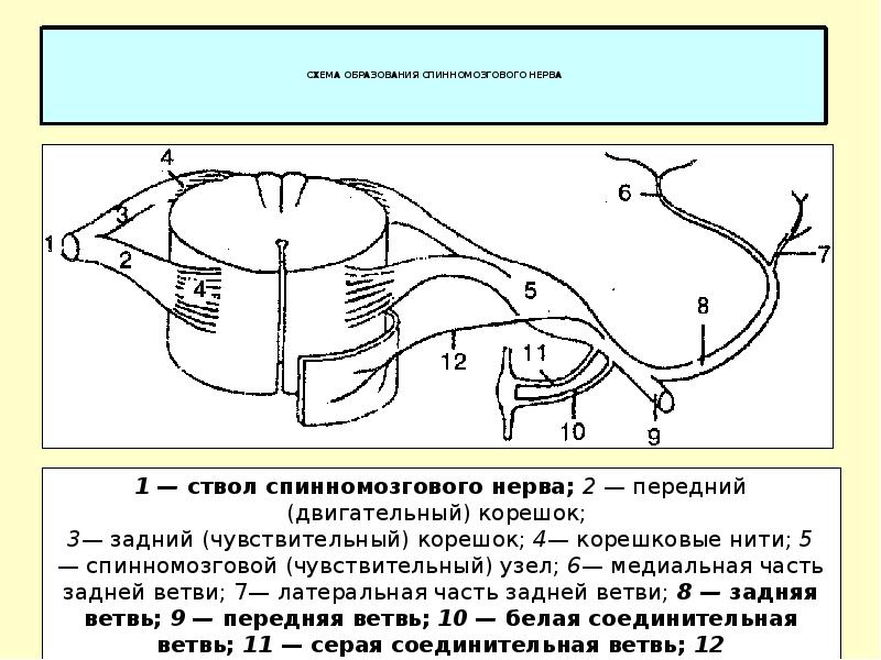 Ветви спинномозгового нерва схема