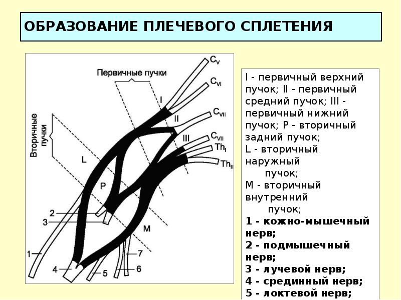 Пучки плечевого сплетения. Задний пучок плечевого сплетения. Плечевое сплетение образовано. Нижний пучок плечевого сплетения.