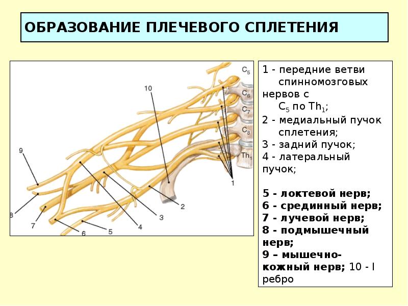 Плечевое сплетение