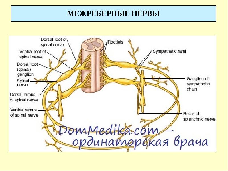 Схема спинномозгового нерва