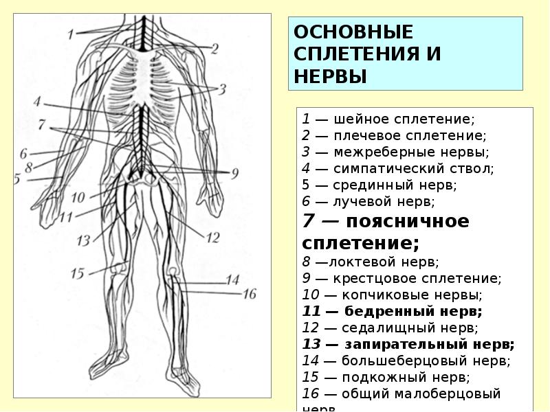 Схема спинномозгового нерва