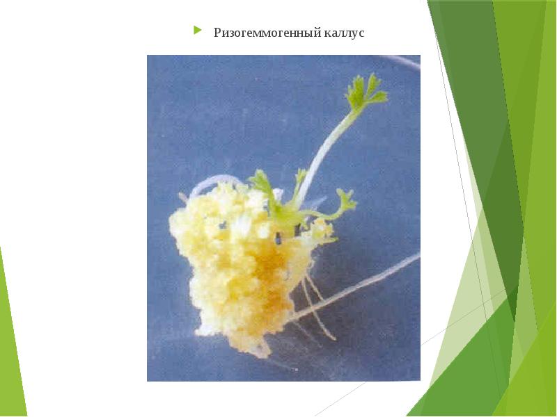 Каллус. Анатомия клеток каллуса. Каллус это в ботанике. Строение каллуса. Получение каллуса.