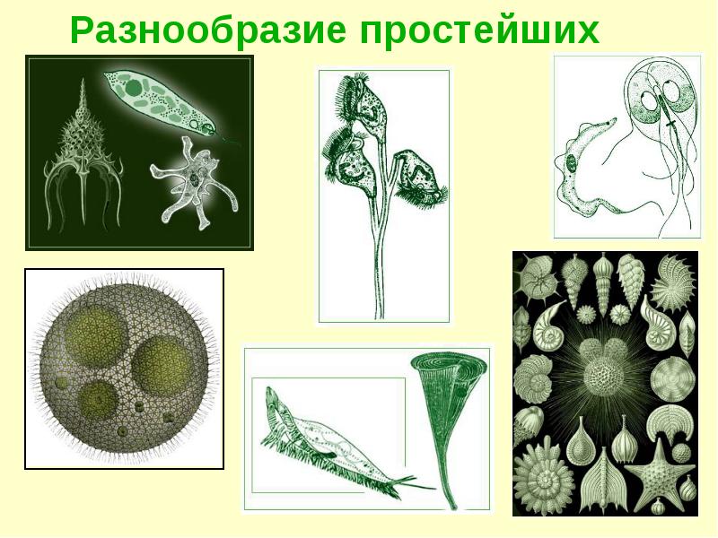 Одноклеточная брюс. Царство протисты водоросли. Протисты это одноклеточные организмы. Одноклеточные водоросли эукариоты. Простейшие одноклеточные организмы.