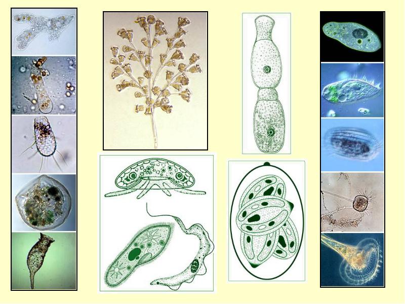 Простейшие организмы в воде. Свободноживущие одноклеточные организмы. Одноклеточные протисты. Одноклеточные простейшие. Простейшие одноклеточные организмы.