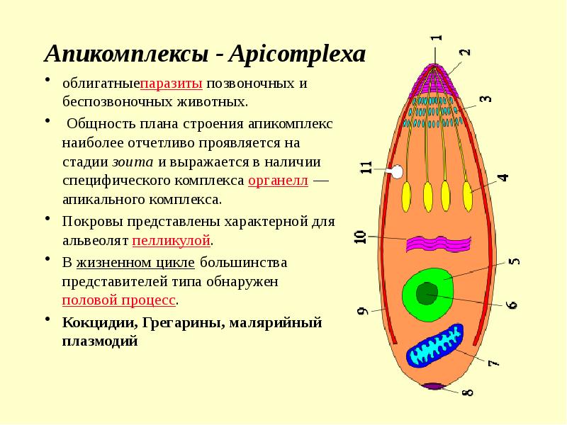 Общность плана строения позвоночных свидетельствует о