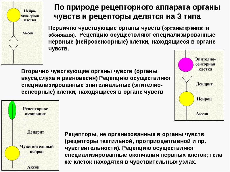 Клетки чувства. Органы чувств делятся на. Первично чувствующие органы чувств. Виды первично чувствующих рецепторов. Рецепторы органов чувств.